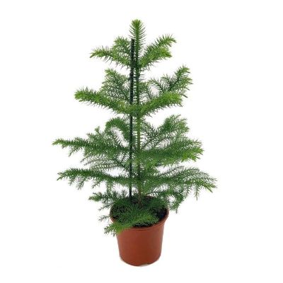 Araucaria Heterophylla - Monkey Puzzle, Norfolk Island Pine