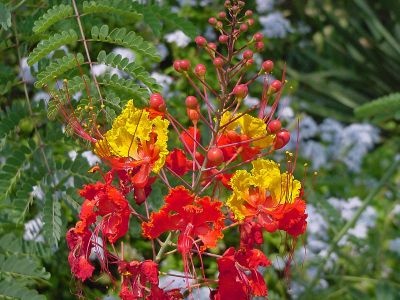 Caesalpinia pulcherrima - Assorted Pride Of Barbados
