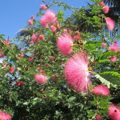 Calliandra Surinamensis - Pink/red Powder Puff