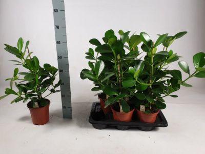 Clusia rosea - Autograph Tree 6P