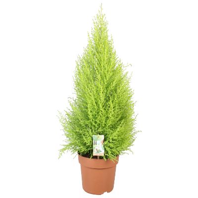Cupressus Goldcrest 'wilma'