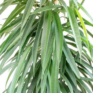 Ficus maclellandii ' Alii'- Ficus Alii