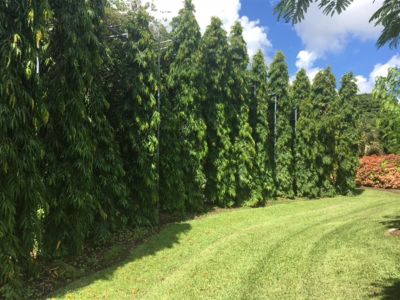 Polyalthia longifolia - Mast Tree or Ashoka