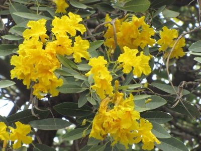 Tabebuia argentea - Silver Poui