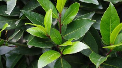Laurus Nobilis - Bayleaf Tree