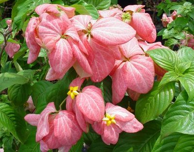 Mussaenda spp. Pink