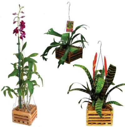 Orchid Hanging Planters - Wood