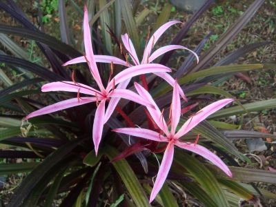 Crinum ' Menehune' - Dwarf Purple Crinum Lily